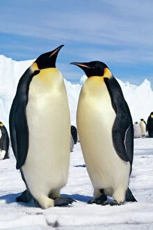 Emperor Penguins - Pair