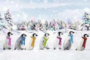 Walking Gallery: Emperor Penguins walking in line wearing scarves