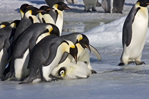 Emperor Penguin - adults following group of chicks
