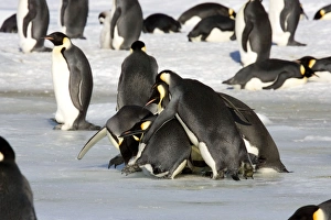Emperor Penquin - Adults trying to kidnap a chick by pushing & shoving, chick is underneath Emperor Penquin - Adults trying to kidnap a chick by pushing & shoving, chick is underneath