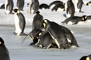 Bahaviour Prints: Emperor Penquin - Adults trying to kidnap a chick by pushing & shoving with chick underneath