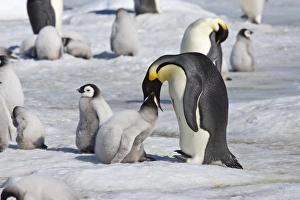Emperor Penquin - Chick being fed regurgitated food from adults throat Emperor Penquin - Chick being fed regurgitated food from adults throat
