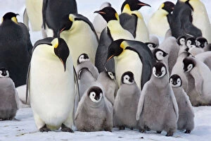 Images Dated 25th October 2006: Emperor Penquin - With a large group of chicks - Snow Hill Island - Antarctica - October