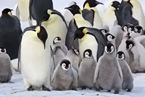 Protection Prints: Emperor Penquin - With a large group of chicks - Snow Hill Island - Antarctica - October
