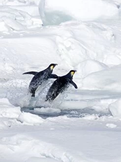 Emperor Penquin - Two leaping from hole in sea ice after fishing trip