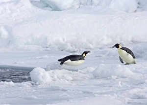 Emperor Penquin - Leaping out of hole in sea ice as second bird looks on Emperor Penquin - Leaping out of hole in sea ice as second bird looks on