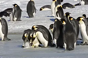 Emperor Penquin - Parents and other adults looking at chick a bit worse for wear who survived kidnap attempt. (This went on several minutes and sometimes chicks dont make it) Snow Hill Island - Antarctic - October