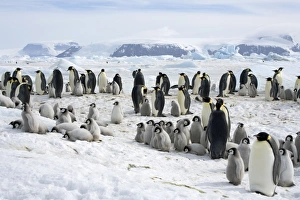 Emperor Penguin - adults following group of chicks