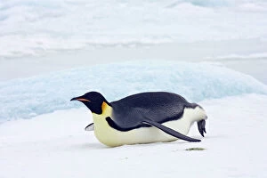 Emperor Penquin - Tobogganing on snow and ice faster than walking