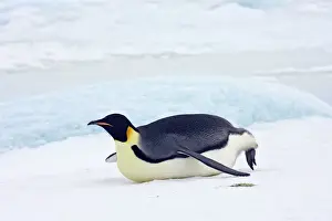 Emperor Penquin - Tobogganing on snow and ice faster than walking -Snow Hill Island - Antarctica - October