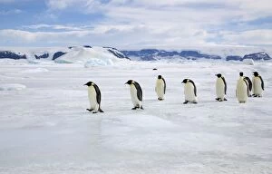 Emperor Penquin - Walking on sea ice back from fishing to feed chicks