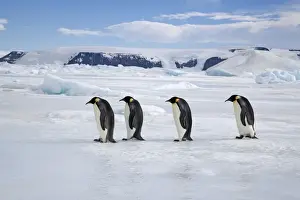Leadership Prints: Emperor Penquin - Four walking on sea ice - Snow Hill Island - Antarctica - October