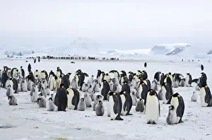 Emperor Penquins - Snow Hill Rookery - Lots of chicks and adults with another Rookery in distance - on ice with mainland in background - Snow Hill Island, Antarctica October