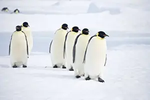 Leadership Prints: Emperor Penquins - Six walking on sea ice - Snow Hill Island, Antarctica, October