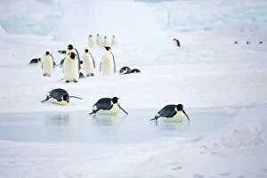 Emperor Penquins - Walking on snow and tobogganing over sea ice