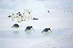 Leadership Prints: Emperor Penquins - Walking on snow and tobogganing over sea ice - Snow Hill Island