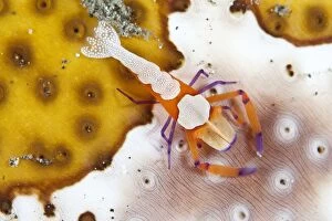 Echinoderms Gallery: Emperor Shrimp - on a Sea Cucumber