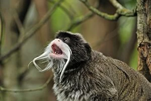 Images Dated 21st April 2009: Emperor Tamarin - calling