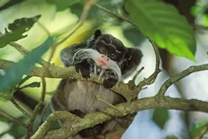Cheeky Prints: Emperor tamarin / Emperor Marmoset Peru, Brazil, Bolivia. 2mp49