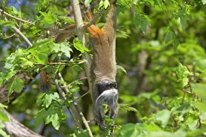 Images Dated 15th May 2008: Emperor Tamarin Sanguinis imperator Apenheul Netherlands MA001510