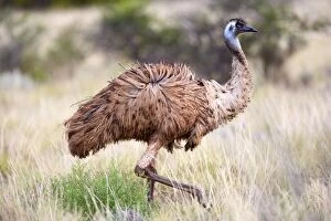 Images Dated 4th August 2008: Emu - an adult emu stalking through grassland - Cape Range National Park, Western Australia
