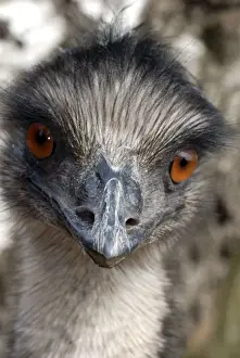 Emu - Australia