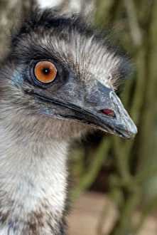 Images Dated 15th April 2007: Emu - Australia