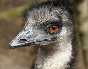 Emu - Australia