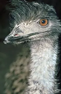 Emu - Australia