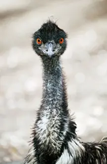 Quirky Prints: Emu Australia