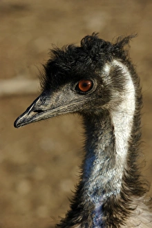 Images Dated 30th November 2006: Emu - close-up of head
