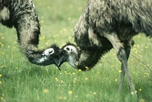 Images Dated 24th May 2004: Emu Dromaius novaehollandiae