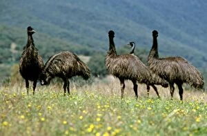 Emu (Dromaius novaehollandiae) group. Australia