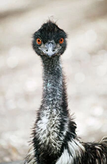 EMU - Head