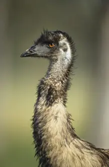 Emus Prints: Emu - Head shot, Australia's largest bird. Australia