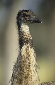 Emu - Head shot. Australias largest bird