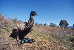 Images Dated 9th November 2007: Emu - male, sitting on eggs