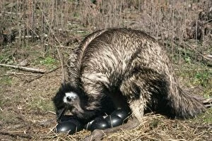 EMU - on nest, with eggs