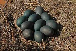 Images Dated 14th August 2018: Emu nest and eggs Emu nest and eggs