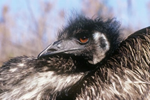Emu