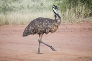 Road Prints: Emu Walking across a track near Epenarra Aboriginal Community