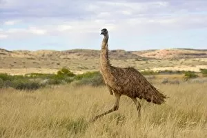 Emu - wideangle shot of an adult emu stalking through grassland