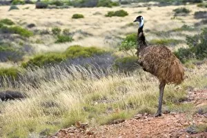Emu - wideangle shot of an adult emu standing on a hill overlooking its grassy territory