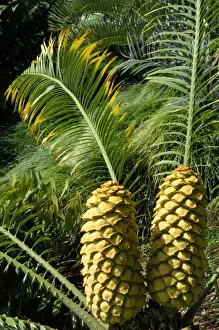Madeira Prints: Encephalartos villosus - Femal Cones - Shot at The Botanical Gardens - Madeira in February