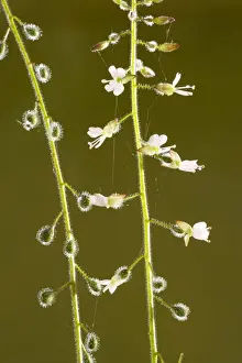 Series Prints: Enchanter's nightshade (Circaea lutetiana) in flower and fruit