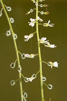 Enchanters nightshade - in flower and fruit, with bristle-covered animal-distributed seeds