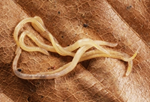 Images Dated 14th February 2005: Enchytraeid Worms Aggregtion, UK