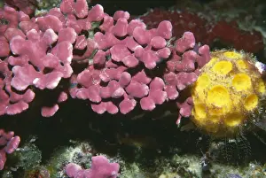 Poriferas Prints: Encrusting coralline Algae and Yellow Sponge - Indonesia