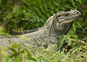 Endangered Mona Island ground Iguana (Cyclura)