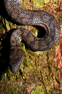 Images Dated 13th July 2010: Endangered Puerto Rican Boa, (Epicrates)